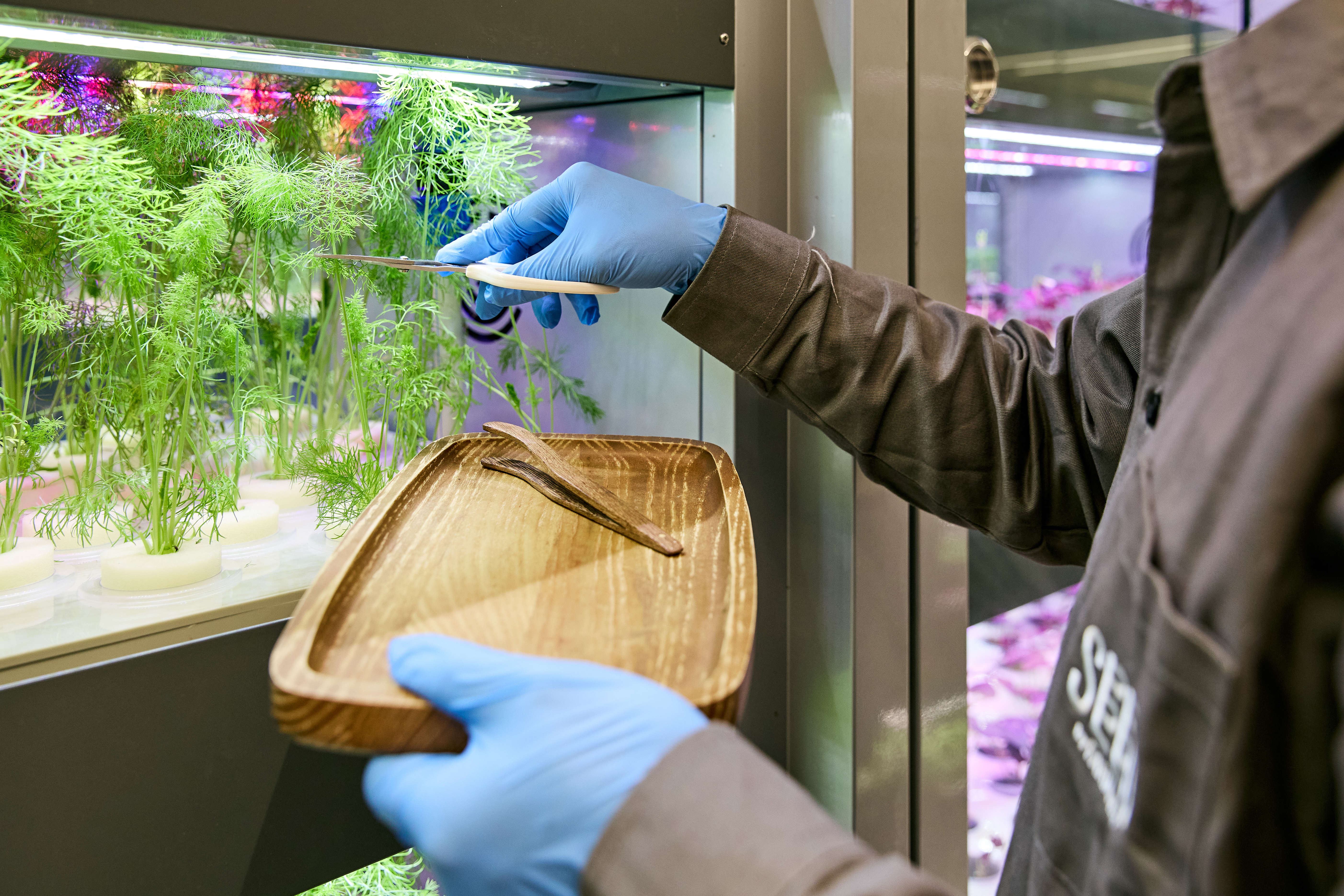 Seed By Farmacy | Branding & Packaging Design